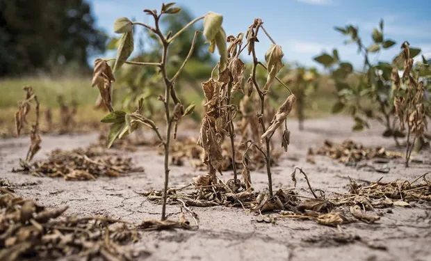 El campo pide una ley de seguro agrícola para hacerle frente a una de las peores sequías 