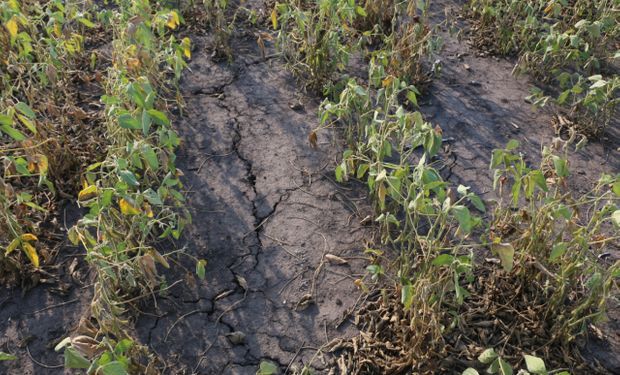 Tendencia climática: la zona agrícola que tiene chances de combinar pocas lluvias y altas temperaturas