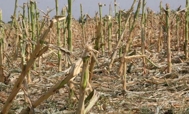 Tucumán pide que se homologue la Emergencia para productores de granos