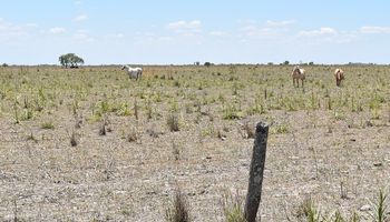 Declaran la emergencia agropecuaria por sequía en cuatro departamentos de Santa Fe