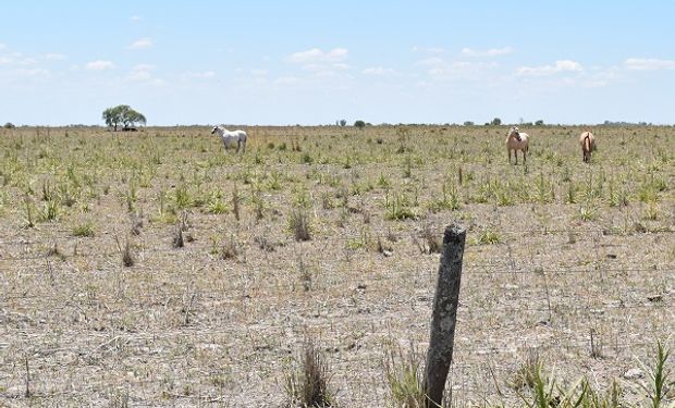 Declaran la emergencia agropecuaria por sequía en cuatro departamentos de Santa Fe