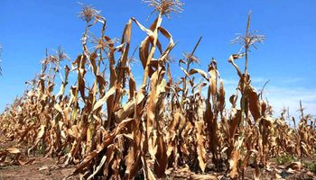Emergencia Agropecuaria por sequía: marco normativo e impuestos