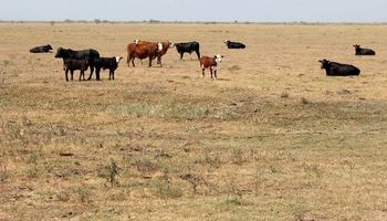 La Pampa aseguró que sus frigoríficos están preparados para exportar carne libre de coronavirus