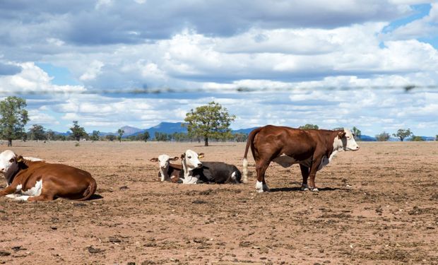 La sequía impulsa a la oferta ganadera: ofrecen más de 20.000 cabezas de invernada y cría