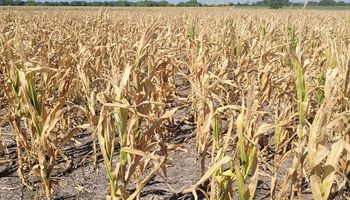 El costo de la sequía ya asciende a US$ 10.400 millones para los productores de soja, trigo y maíz: es un 2,2% del PBI