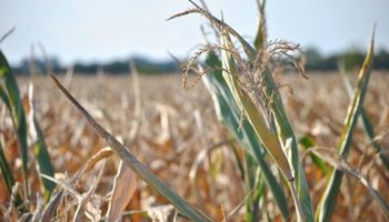 El norte de Santa Fe desespera porque no llueve y reclama medidas: “Se perdió el 100 % de los maíces”
