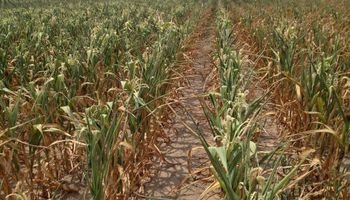 Aseguran que el maíz de segunda enfrenta mejores condiciones hídricas que el cultivo temprano