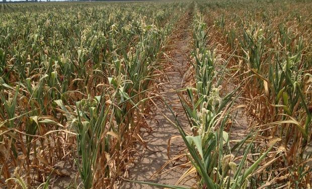Aseguran que el maíz de segunda enfrenta mejores condiciones hídricas que el cultivo temprano