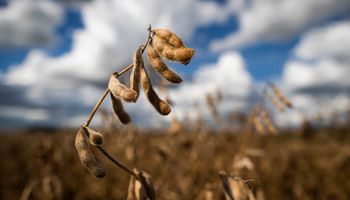 La peor sequía en más de 60 años: ya se perdió el 25% de la soja y una superficie inédita quedó sin sembrar
