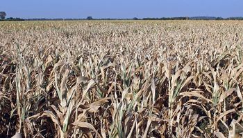 El campo y el arco político exigen financiamiento y beneficios impositivos ante la sequía que sufre el trigo 
