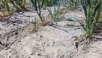 El área bajo sequía aumentó en 10 millones de hectáreas durante agosto