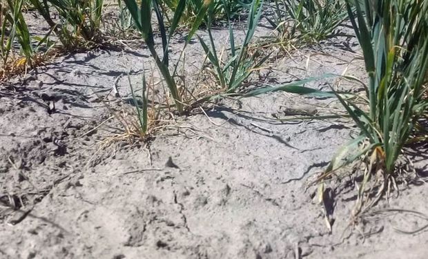 El área bajo sequía aumentó en 10 millones de hectáreas durante agosto