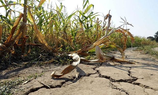 Las condiciones climáticas extremas pusieron a Santa Cruz y Misiones bajo emergencia agropecuaria