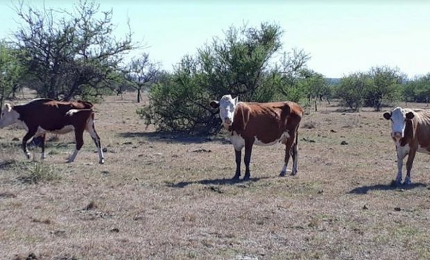 Santiago del Estero fue declarada bajo emergencia agropecuaria