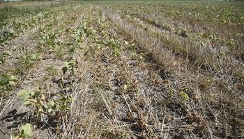 Santa Fe: entidades agropecuarias solicitan ampliar la declaración de emergencia