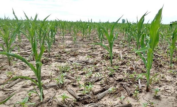 El 50% del área agrícola, tienen alguna cobertura por granizo y riesgos adicionales como heladas y vuelco por vientos fuertes.