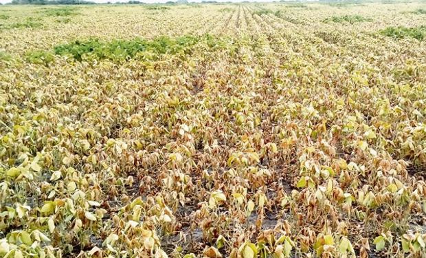 Sin lluvias. Ya se proyecta que la cosecha de soja sería de 44 millones de toneladas, pero podría seguir bajando en los próximos días.