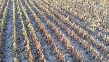 Santa Fe declaró la emergencia agropecuaria en más de 5,8 millones de hectáreas
