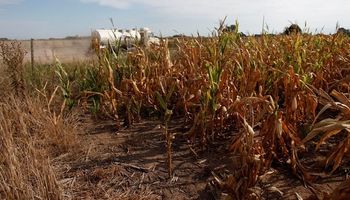 Córdoba: millones de toneladas de maíz y soja pasarán a forraje por la sequía
