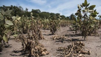 Sobre algunas regiones llovió menos que durante el ciclo 2008/09