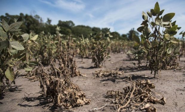 Desde la Oficina de Riesgo Agropecuario realizaron una comparación contra al emblemática campaña 2008/09.