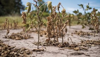 Alerta en el campo: cooperativas agrícolas advierten por la sequía, que se agrava por una potencial Niña