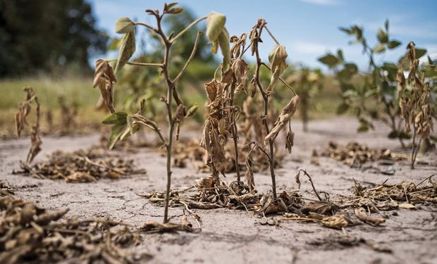 Alerta en el campo: cooperativas agrícolas advierten por la sequía, que se agrava por una potencial Niña