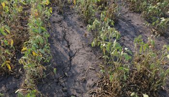 Entre Ríos: la sequía agrava el impacto de la carga impositiva sobre el campo