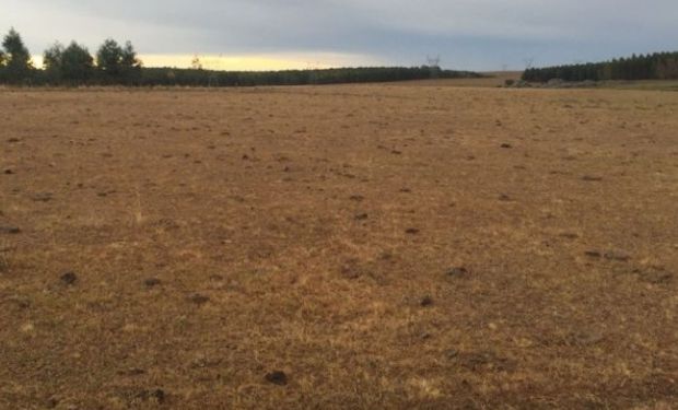 "Hay menos granos para reservas y fibra. Va ser un 2018 muy largo tanto para la ganadería como la lechería", dijo el ingeniero agrónomo Esteban Hoffman