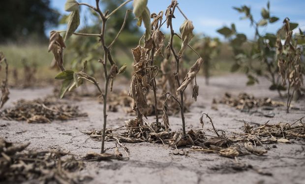 La rama de actividad de mayor incidencia en la contracción anual fue "Agricultura, ganadería, caza y silvicultura".