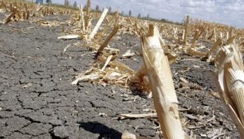 Corrientes inició los trámites para la declaración de emergencia agropecuaria