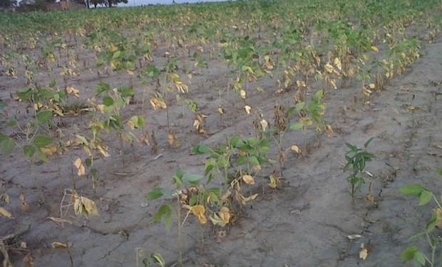 La lluvia no llega. En la zona núcleo el rinde promedio se ubica en 33 quintales por hectárea pero se estima que podría seguir cayendo.