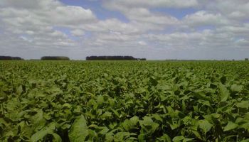 Alertan que la cosecha de soja podría caer a 40 millones de toneladas