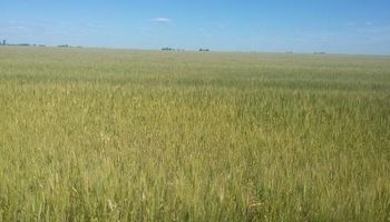 Se agrava la sequía en el sudeste bonaerense