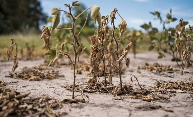 Comenzó la cosecha de soja con rendimientos de 15 quintales y un tercio de la superficie podría perderse en la zona núcleo 