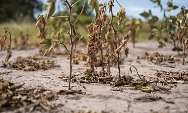 El Gobierno declaró la emergencia agropecuaria en Salta, Neuquén, Jujuy y prorrogó la medida en Santa Fe