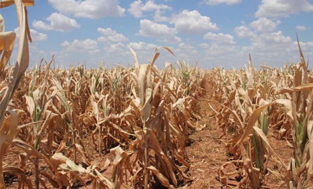 La sequía acecha los maíces de la zona núcleo.