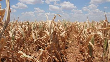 La zona núcleo posterga la declaración de emergencia agropecuaria