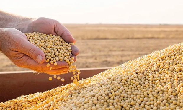 El precio de la soja ganó hasta US$ 9 por tonelada en Chicago: cuánto se pagó en Rosario