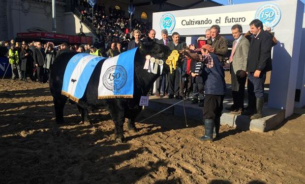 "Serrucho", el Gran Campeón Angus.