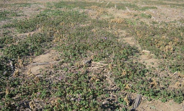 Herbicidas preemergentes: qué pasa con los residuales en tiempos de sequía