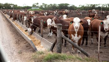 El adelantamiento de encierre en feedlots anticipa una tensión en los precios de la carne hacia fin de año
