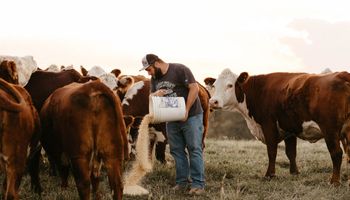 La raza que "ahorra" hasta 14 mil toneladas de maíz al año: lo suficiente para alimentar un corral de engorde de 100.000 cabezas durante 19 días