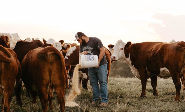 La raza que "ahorra" hasta 14 mil toneladas de maíz al año: lo suficiente para alimentar un corral de engorde de 100.000 cabezas durante 19 días