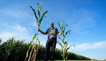 ¿Son los maíces de baja estatura la revolución de la agricultura?