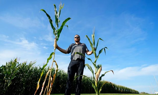 ¿Son los maíces de baja estatura la revolución de la agricultura?