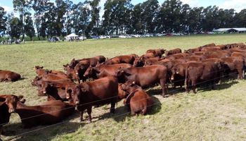 Se especializaron en una raza que marcó un hito en carne y cuentan los detalles: es uno de los primeros animales registrados para ganadería y llegó a la Argentina en 1823