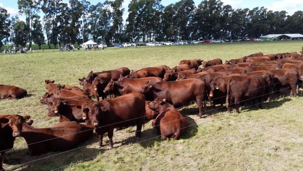 shorthorn en el campito