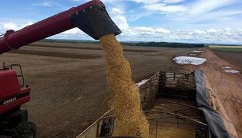 Sin operaciones en Chicago, la soja cerró a 245.000 pesos en Rosario