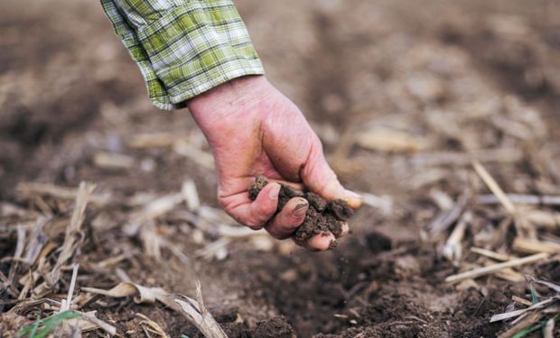 Siembra directa y agricultura siempre verde: los secretos del suelo y por qué es tan importante cuidarlo